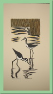 black necked stilts.JPG