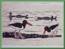 oyster catchers.JPG